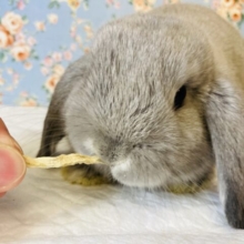 とろける愛らしさ⋆ᙏ ❤︎ロップイヤーラビット(ブルー)男のコ🌟♂