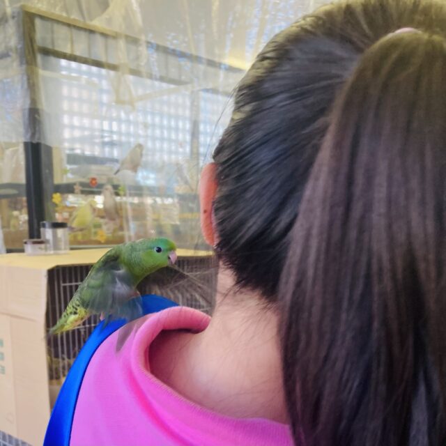 サザナミインコ