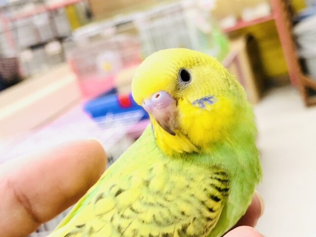 【最新画像更新☆☆】特徴的な色の配置！！　せキセイインコ