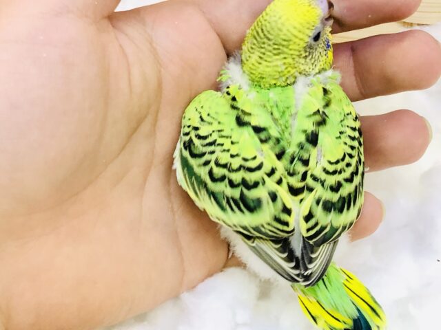 セキセイインコ