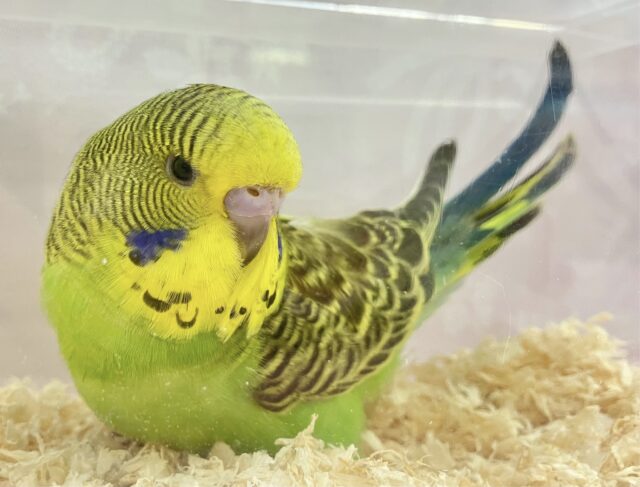 ジャンボセキセイインコ