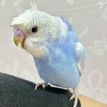 最新画像✨️くるくるちゃん‪♥️ꔛ‬セキセイインコ(ブルースパングル)2023年11月生まれ