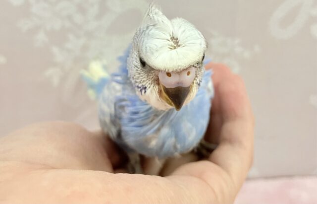 最新画像✨️くるくるちゃん♥️ꔛセキセイインコ(ブルースパングル)2023年11月生まれ セキセイインコ