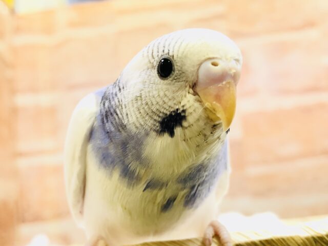 【最新画像更新☆☆】美しきパイドがやってきました！！　せキセイインコ