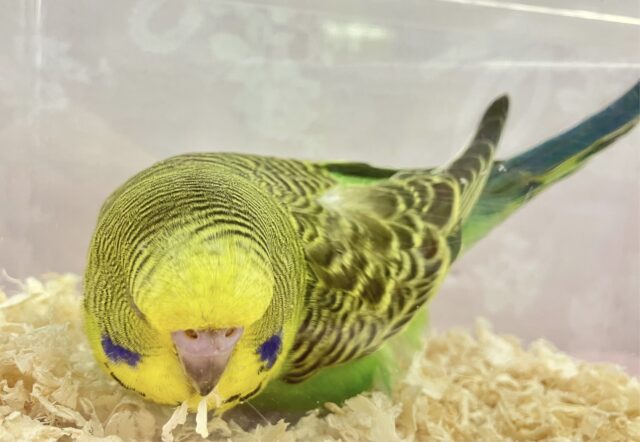 ジャンボセキセイインコ