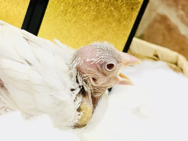 シルバーイノ文鳥