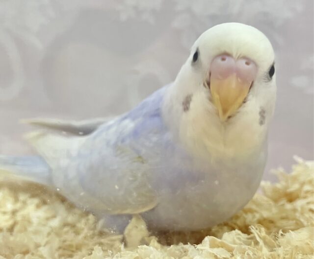 ✨️最新画像✨️きゃわたん‎🤍セキセイインコ (ライラック)2023年10月生まれ