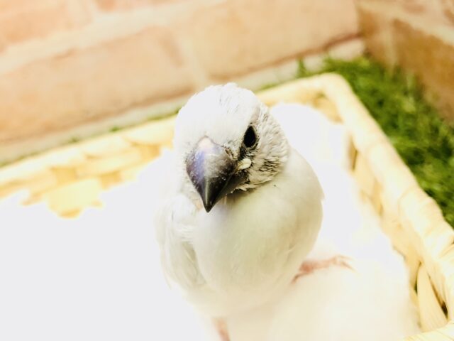 シルバー文鳥