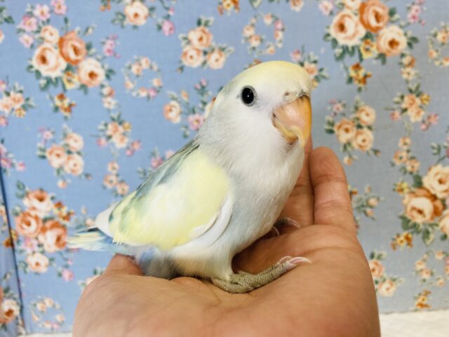 コザクラインコ（小桜インコ）