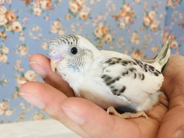 みんな大好き❤︎ホワイトハルクインさんです🕊🫧✨