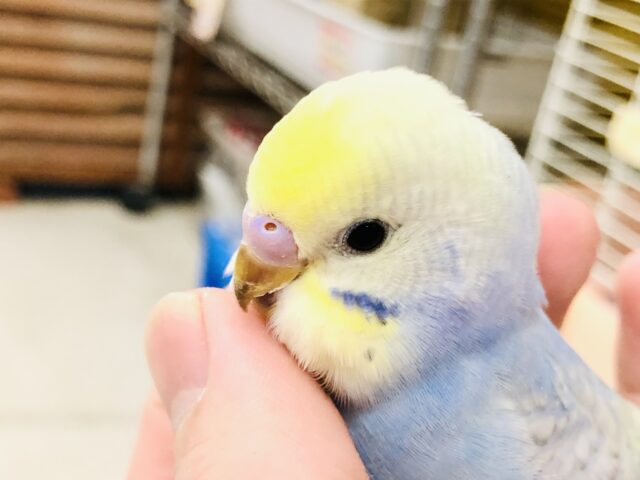 【最新画像更新☆☆】濃い青色がいい味出してます！！　セキセイインコ