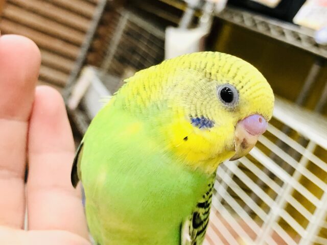 セキセイインコ