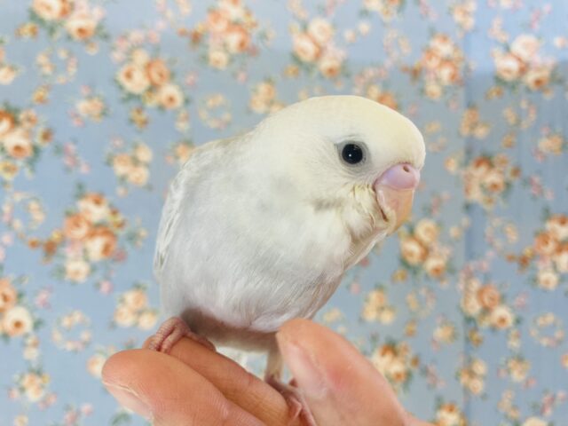 懐っこライラック❤︎最高にシックです❤︎手乗りセキセイインコ(ライラックモーブ)🪶✨