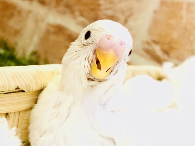 セキセイインコ