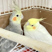 🌟オカメインコフェア開催🌟