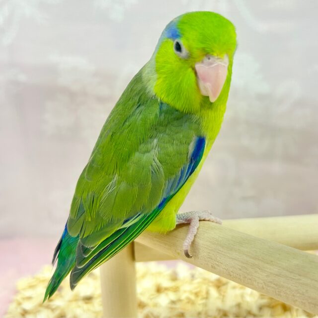 マメルリハ
