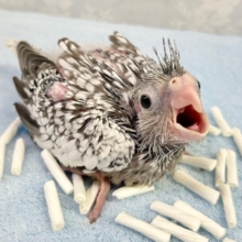 食いしん坊💕オカメインコ(ホワイトフェイスパール) 2023年12月生まれ