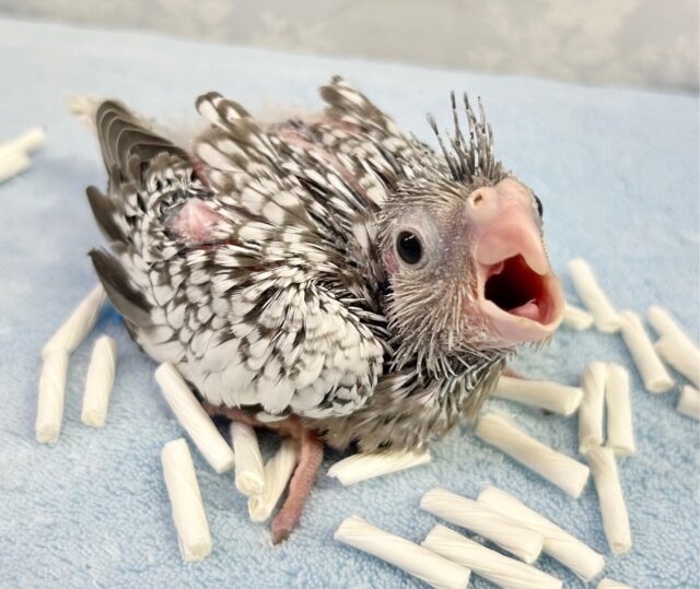 食いしん坊💕オカメインコ(ホワイトフェイスパール) 2023年12月生まれ