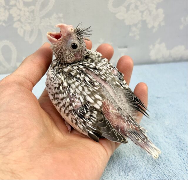 食いしん坊💕オカメインコ(ホワイトフェイスパール) 2023年12月生まれ オカメインコ