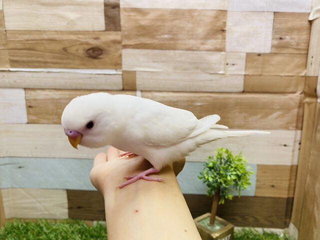 セキセイインコ