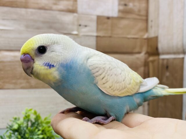 最新画像有り❗️美しいお色のキュートな子💕セキセイインコのパステルレインボースパングル！！