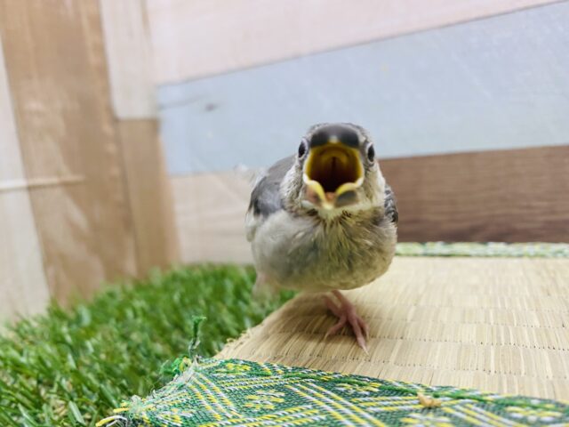 桜文鳥