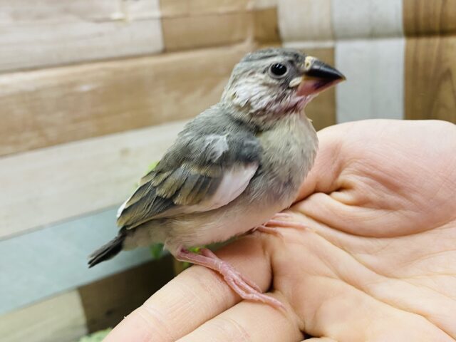 最新画像有り⭐️ごはんのアピールが上手です♪元気いっぱいな桜文鳥⭐️