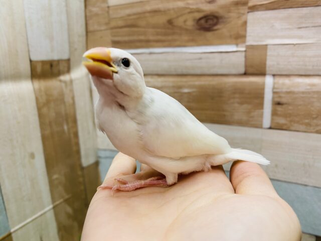 白文鳥