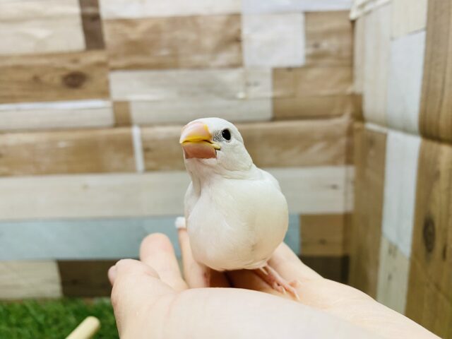 白文鳥