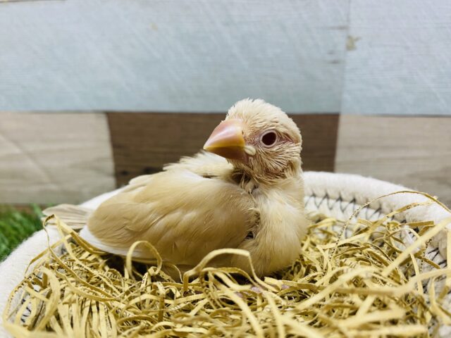 最新画像有り❗️ちょこんと小さいキュートな子💕シナモン文鳥！！