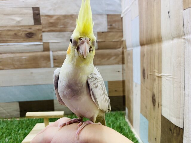 オカメインコ