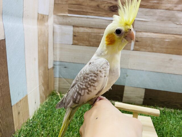 オカメインコ