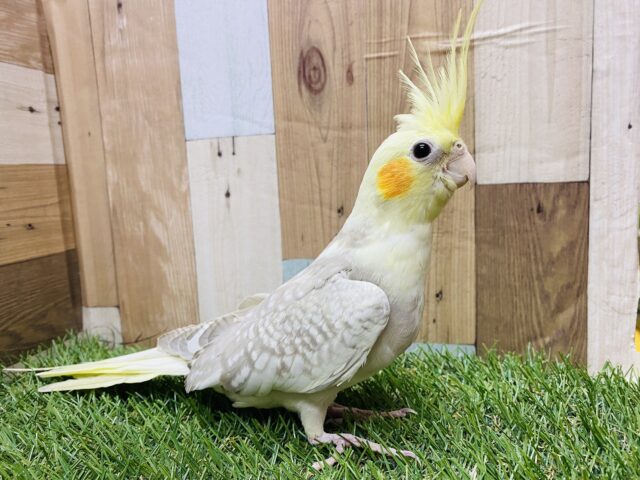 オカメインコ