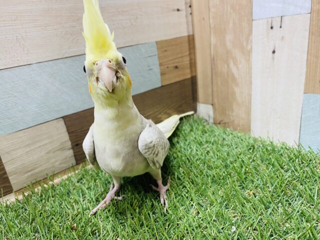 オカメインコ