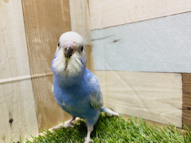 甘え上手になりそうでキュートな子🩷セキセイインコのスパングル！！