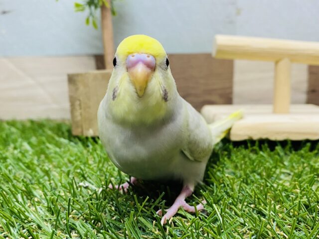 セキセイインコ