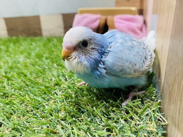 パッと明るく爽やかさ全開なカラーです🩵セキセイインコスパングル⭐️