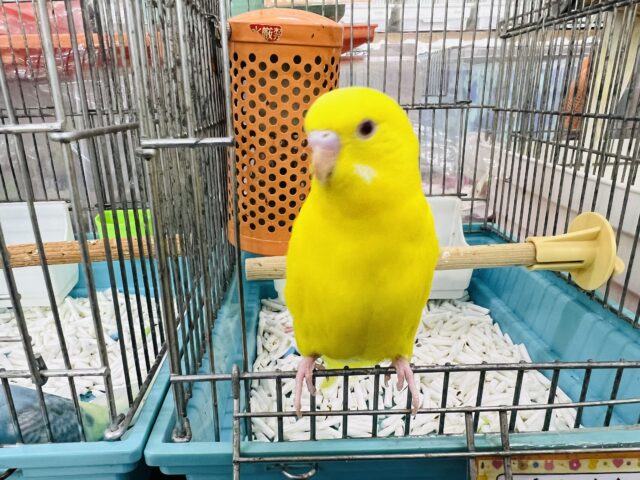 セキセイインコ