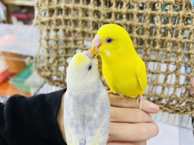 セキセイインコ