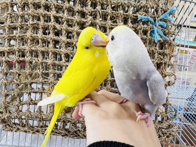 セキセイインコ