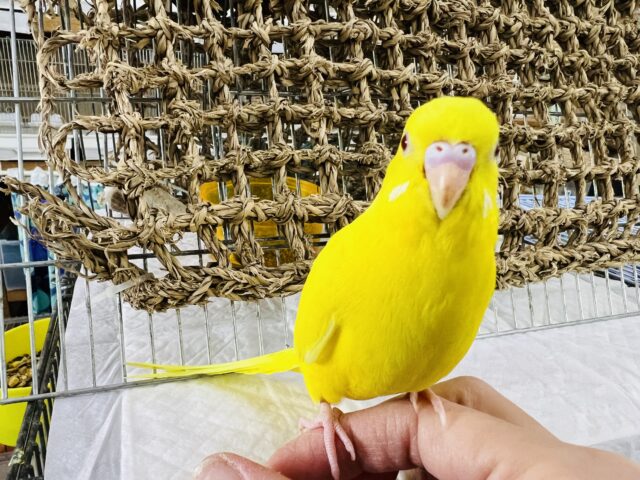 セキセイインコ