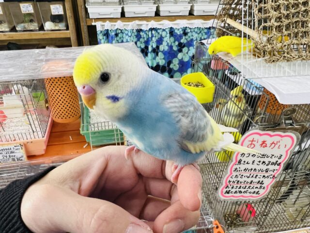 セキセイインコ