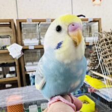 ベタなれ♡お顔も可愛い♡セキセイインコ（パステルレインボーパイド）