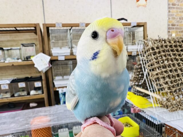 ベタなれ♡お顔も可愛い♡セキセイインコ（パステルレインボーパイド）