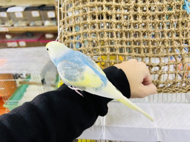 セキセイインコ