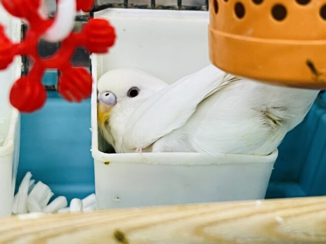 セキセイインコ