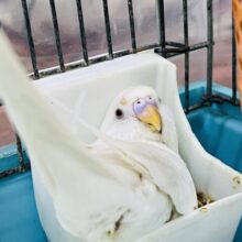 狭い所が好き♡真っ白のアルビノセキセイインコ☆