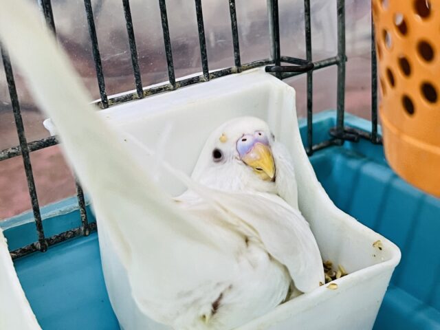 狭い所が好き♡真っ白のアルビノセキセイインコ☆