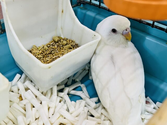 セキセイインコ