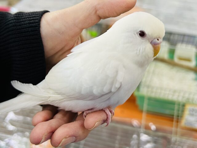 セキセイインコ